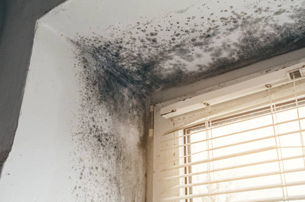Affordable Basement Mold Removal solutions in Lakewood, IL